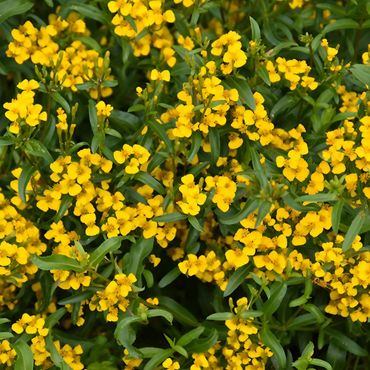 Mexican Mint Marigold