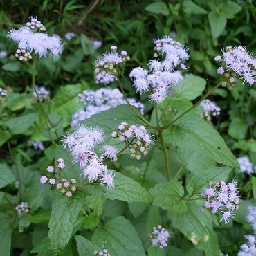 Mistflower