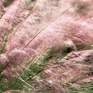 Muhly Grass