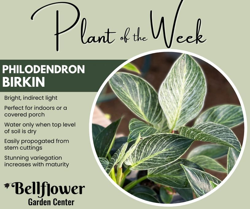 Philodendron Birkin plant with variegated leaves and care tips.