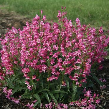 Penstemon