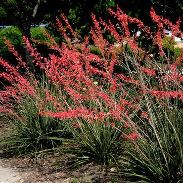 Red Yucca