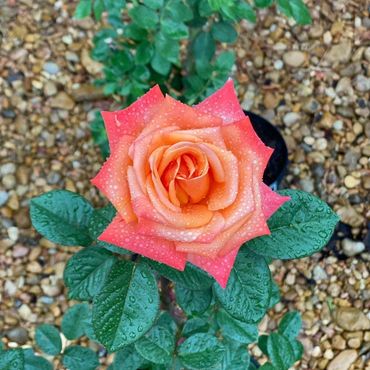 Rose with raindrops