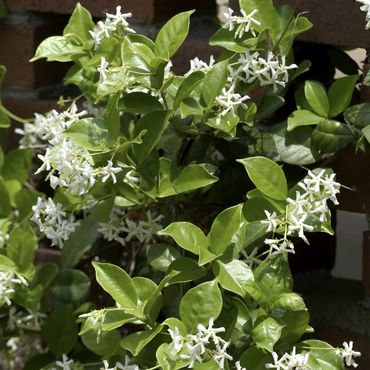 Star Jasmine