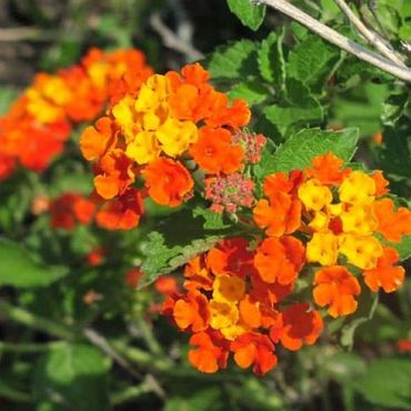 Texas Lantana