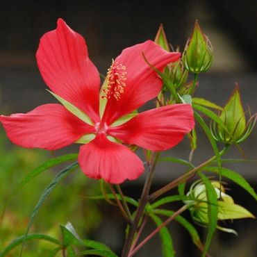 Texas Star Hibiscus