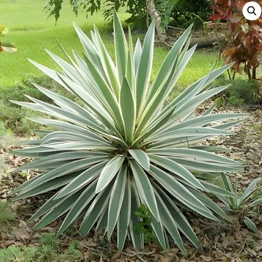 Yucca