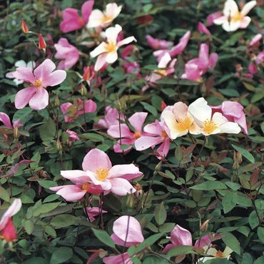 Mutabilis Rose