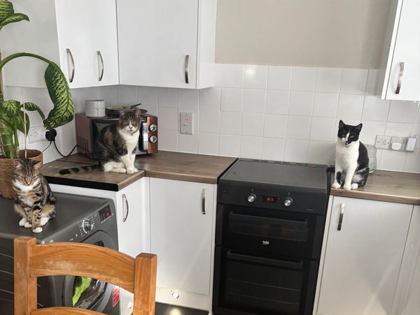 Three cats sitting on kitchen counters and appliances.