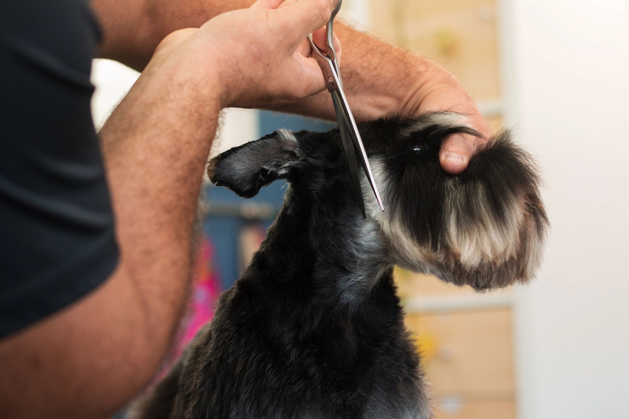Dog grooming products for at-home care