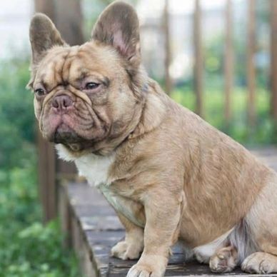 A brown French Bulldog sitting on a wooden surface outdoors.