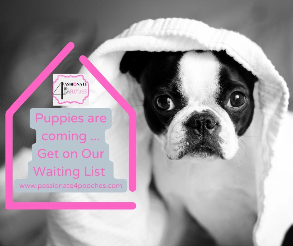 Boston Terrier Ckc French Bulldog Puppies For Sale Kennel Club