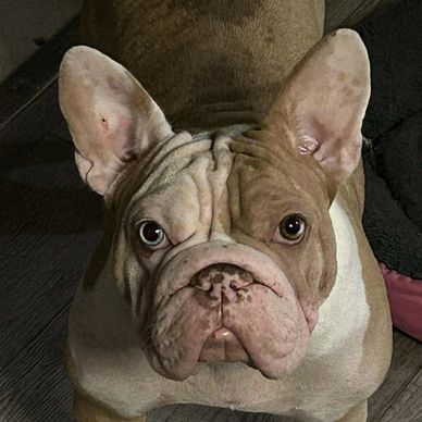 Close-up of a curious French Bulldog with large ears indoors.