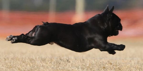 Fast Cat (Lure Coursing): A Dog Sport Guide