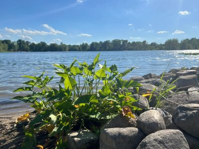 Green plant by the riverside rocks under a blue sky.