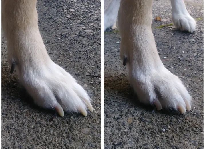 How Long Should My Dogs Nails Be