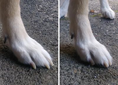 Does my dog need it? Does my dog need it?