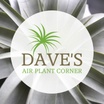 Dave's Air Plant Corner