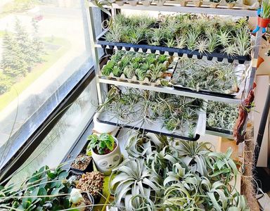 Numerous air plants Tillandsia on shelves 