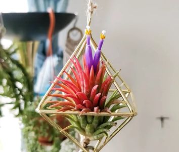 Tillandsia ionantha in himmeli geometric design, blooming with purple flowers