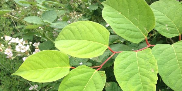 Close up of Japanese Knotweed spade shaped leaves in Braintree, Essex with zig-zag stem pattern.