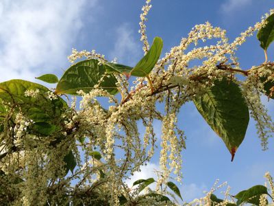 Japanese Knotweed in summer, white creamy cluster flowers hang from vibrant green spade shaped leaves