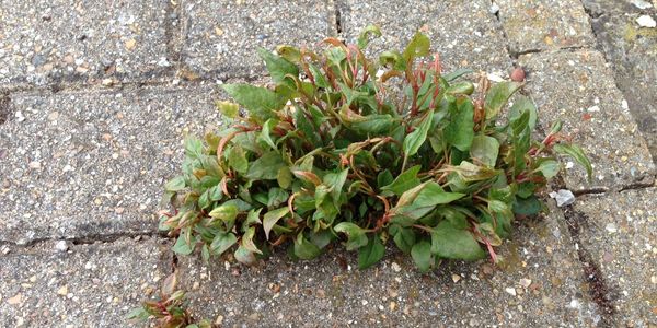 Bonsai Japanese Knotweed growth is difficult to detect, this site in Ipswich Suffolk with herbicide 