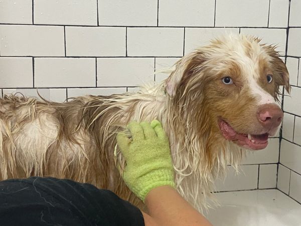 A happy dog getting a bath 