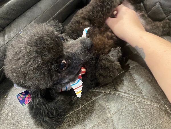 A happy poodle getting belly rubs