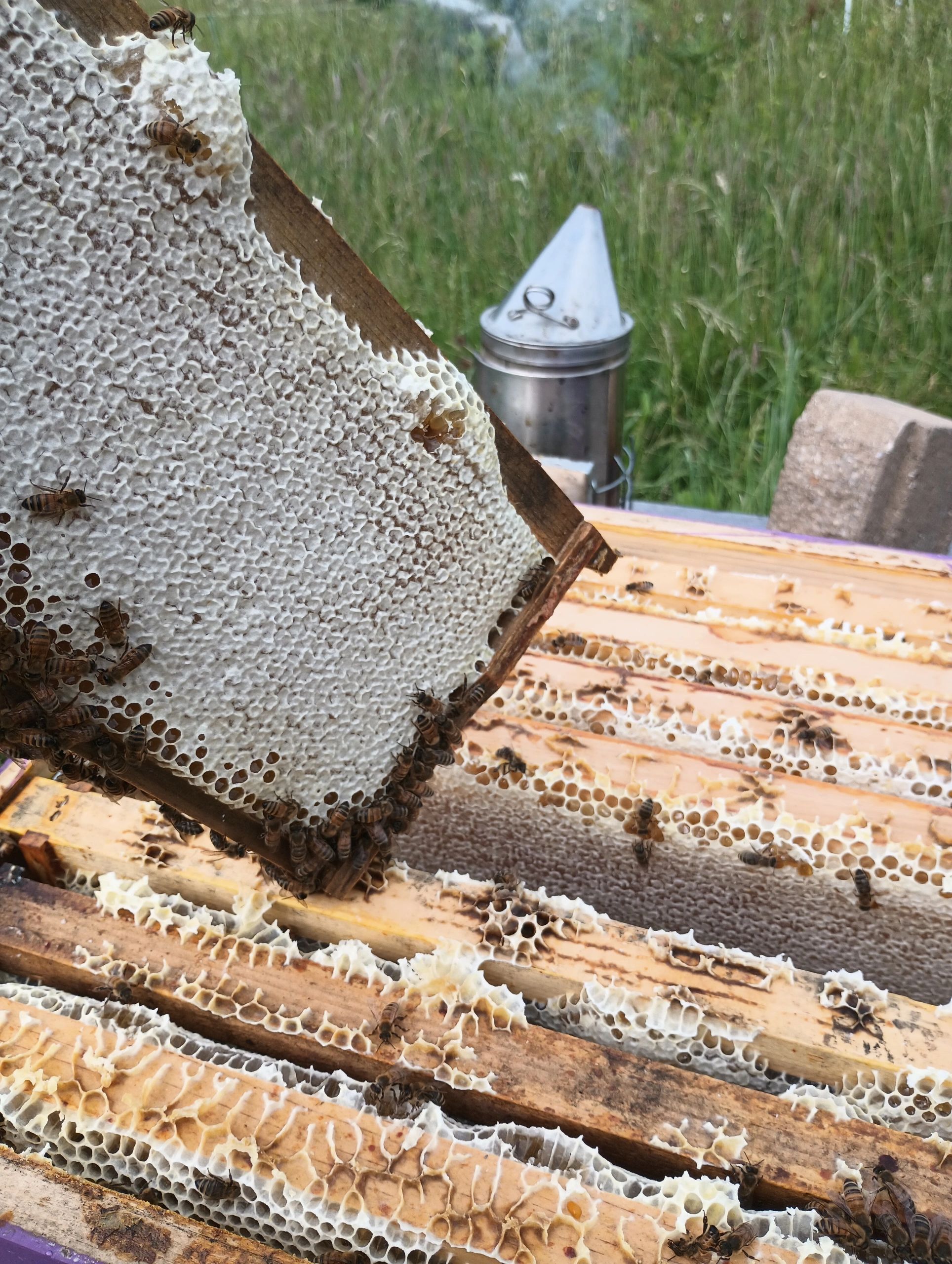 Urban Honey Bee photo
