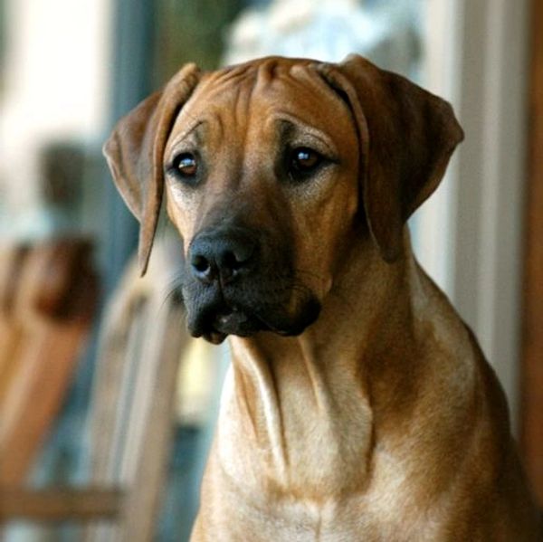 Close-up of a brown dog with a thoughtful expression indoors.