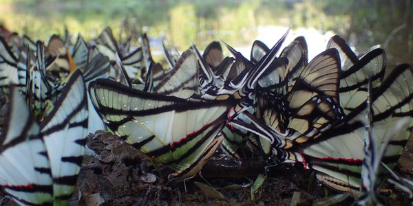 A group of black and white swallowtail butterflies clustered at mud along a river in the Amazon