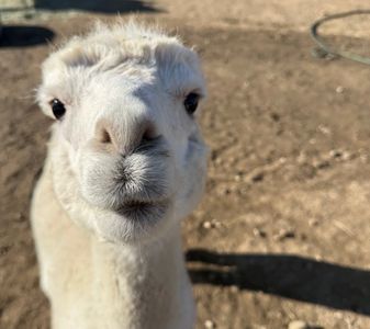Close-up of a white llama in a dirt area.