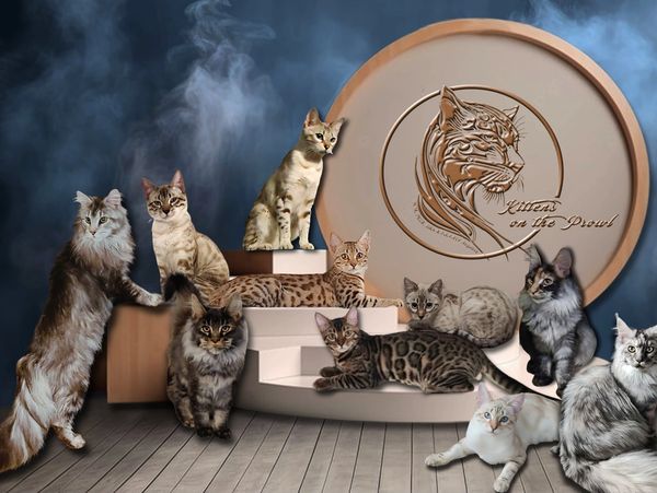 Kittens, Bengals, Maine Coons 