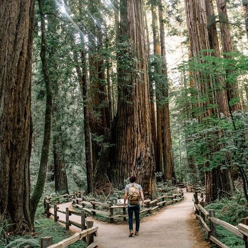 Man in a forest deciding which path to take 
