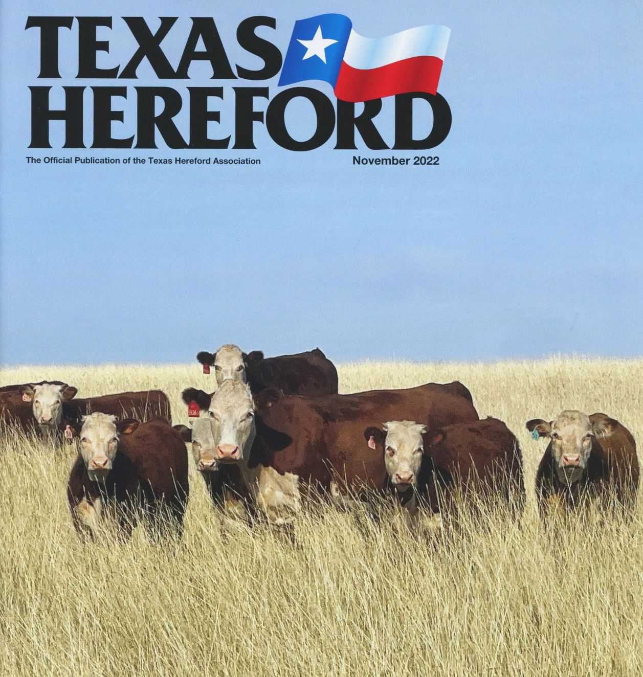 Registered Hereford Bulls Texas 
Herefords For Sale
Redbird Ranch Cattle
Hereford Bulls For Sale