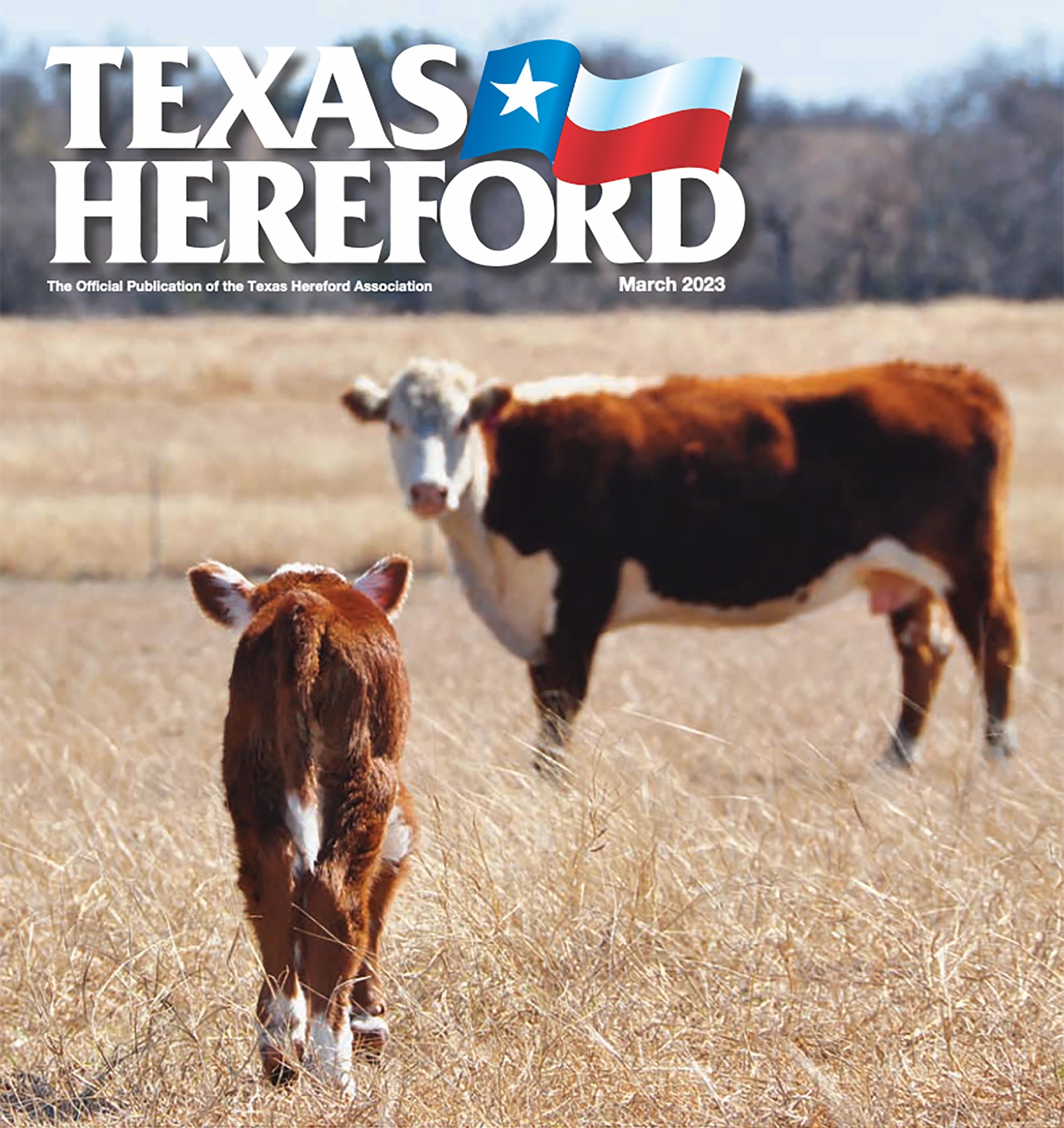 Hereford bulls
Herefords