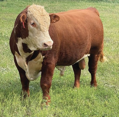 Hereford Bulls FOR SALE Near Me
Hereford Bulls FOR SALE
Hereford Bulls FOR SALE IN TEXAS
