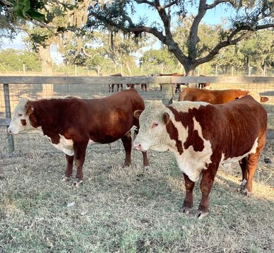 Hereford bulls for sale near me
Hereford bulls for sale in Texas
Redbird Ranch Cattle
Texas Hereford