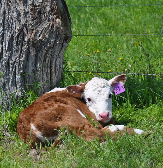 hereford heifer calf