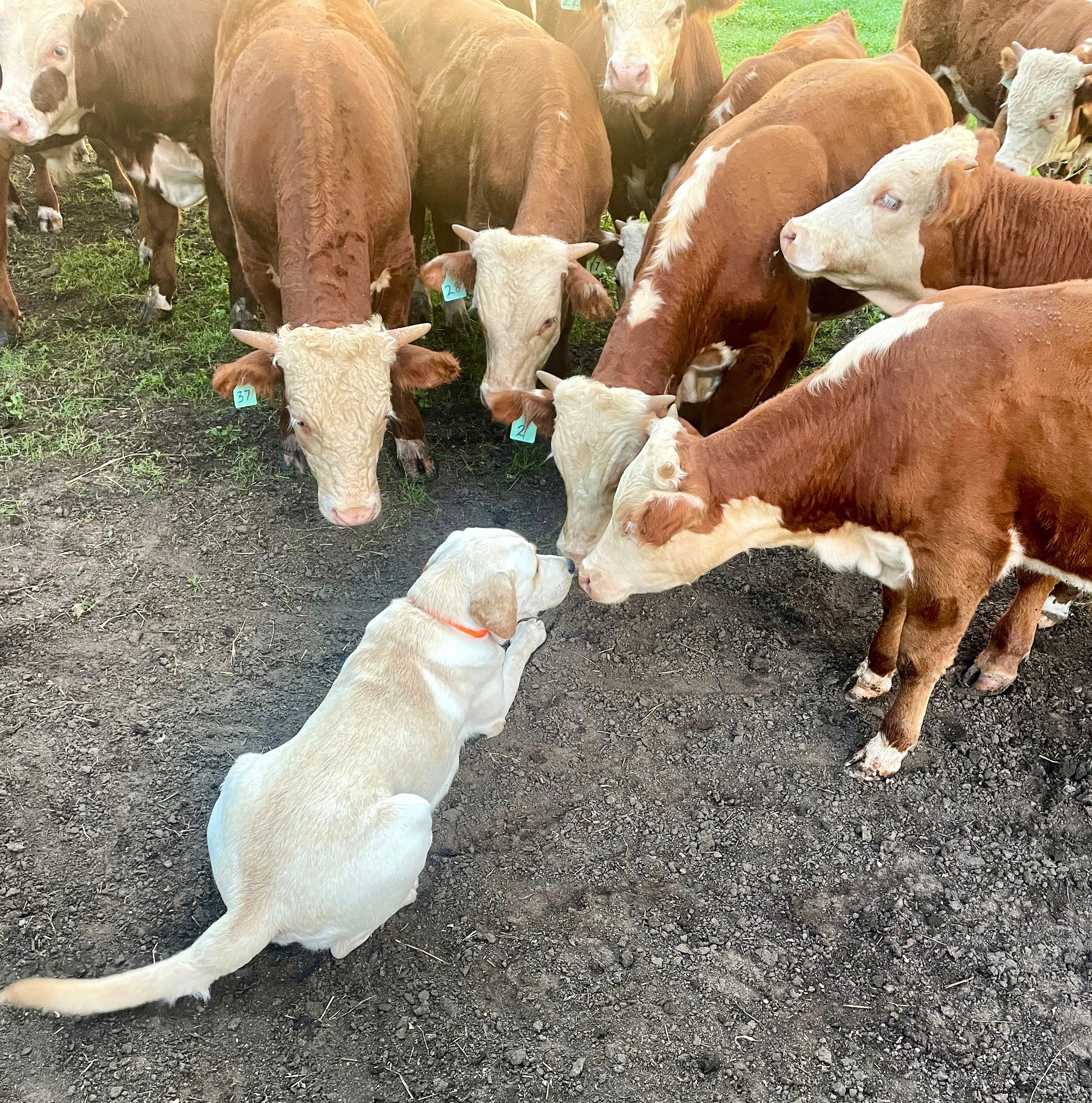 Registered Hereford Bulls Texas 
Herefords For Sale
Redbird Ranch Cattle
Hereford Bulls For Sale