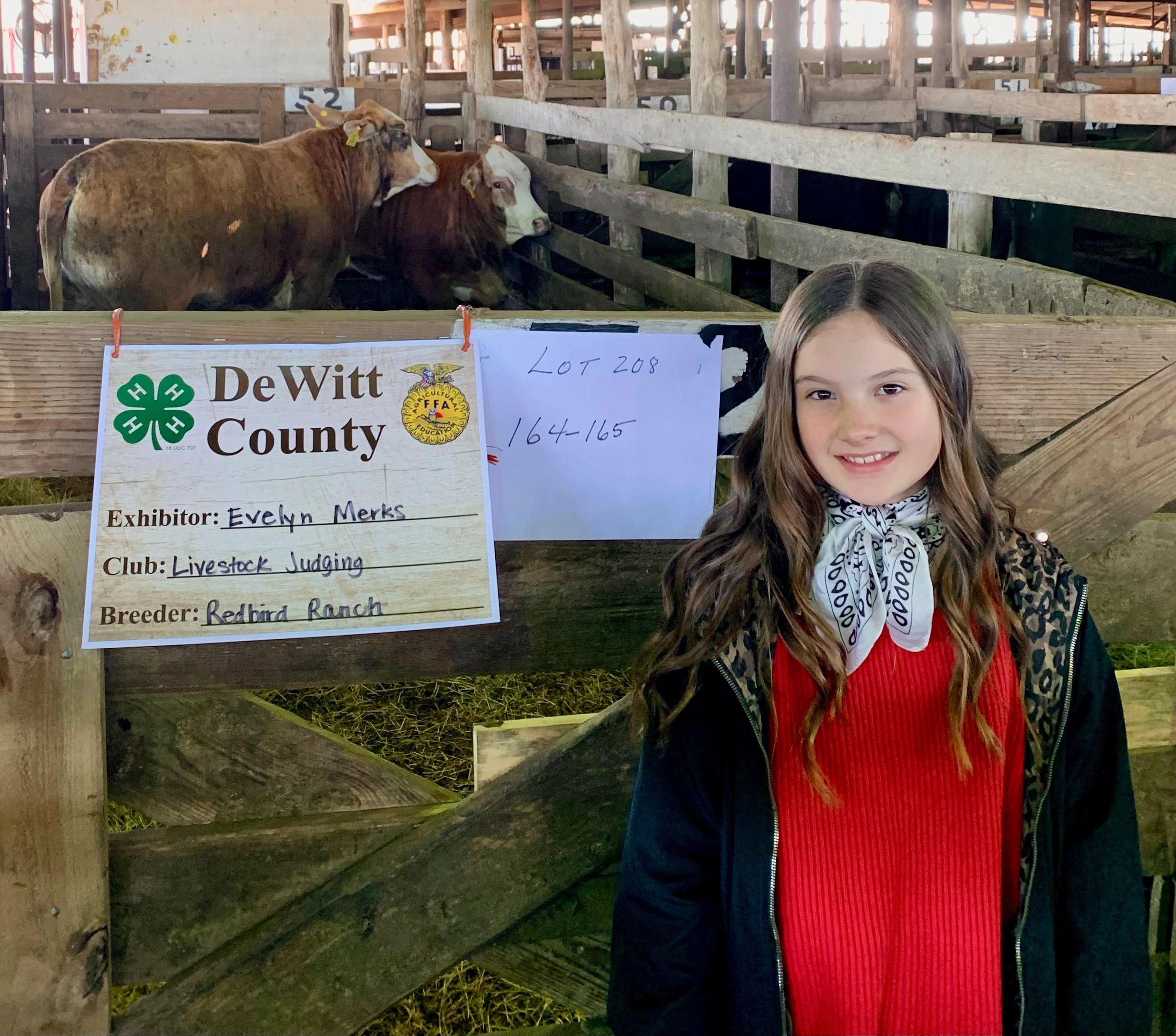 golden certified f1 heifers