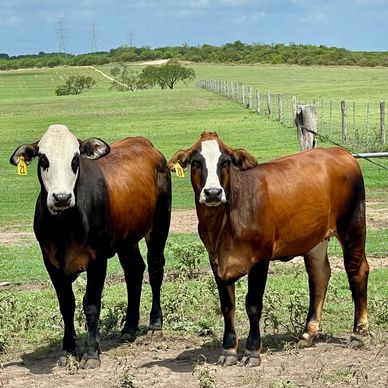 Brafords for sale near me
Tigerstripes for sale
F1 heifers for sale TX near me