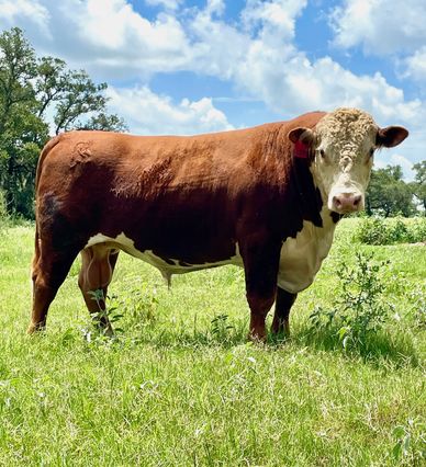 Hereford Bulls FOR SALE Near Me
Hereford Bulls FOR SALE
Hereford Bulls FOR SALE IN TEXAS