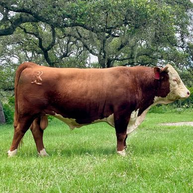 Hereford Bulls FOR SALE near me
Hereford Bulls FOR SALE in Texas
Horned Hereford Bulls FOR SALE