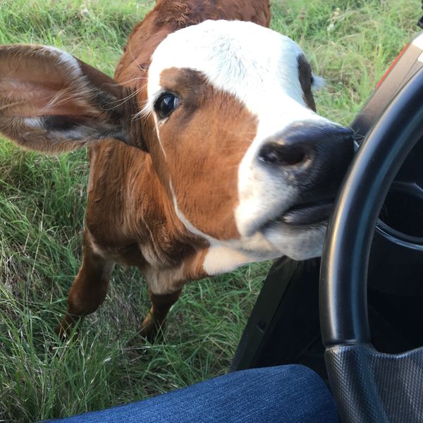 Texas Herefords for Sale
Redbird Ranch Cattle
Herefords
Polled Herefords
Horned Herefords
F1 Cattle