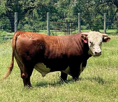 Hereford bulls for sale near me
Horned hereford bulls for sale near me
Redbird Ranch bulls for sale