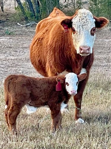 Redbird Ranch Cattle
Herefords for sale near me
