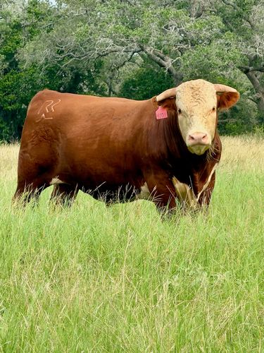 Hereford bulls for sale near me
Herefords  bulls for sale in Texas
Redbird Ranch bulls for sale