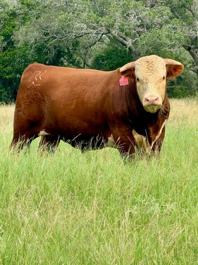 Hereford bulls for sale near me
Hereford bulls for sale in Texas
Redbird Ranch Cattle
Herefords